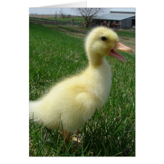 Pekin Duckling Cards (Front)