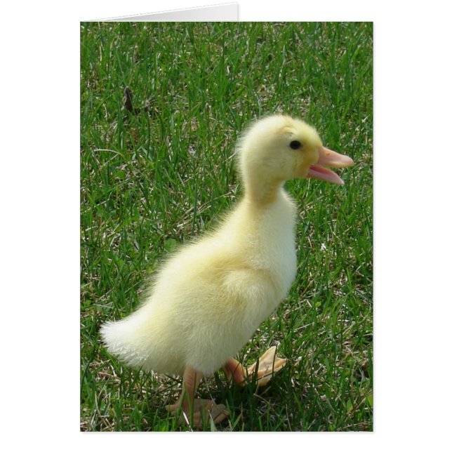 Pekin Duckling Cards (Front)