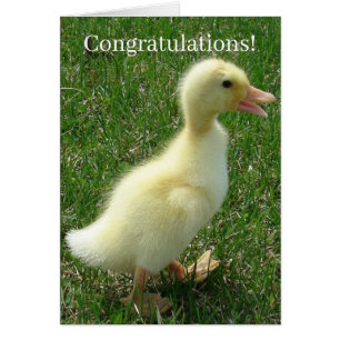 Pekin Duckling Congrats New Baby Cards