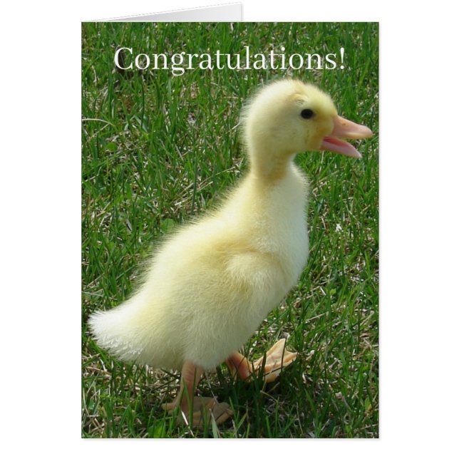 Pekin Duckling Congrats New Baby Cards (Front)