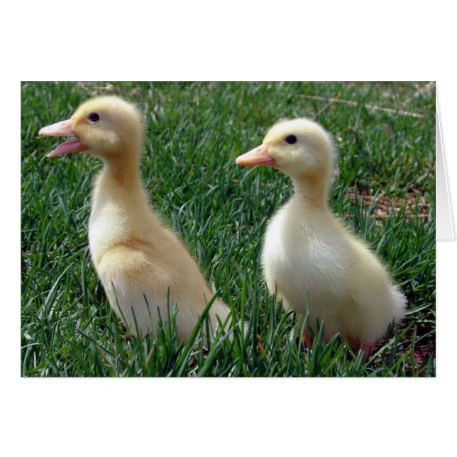Pekin Ducklings Cards (Front Horizontal)