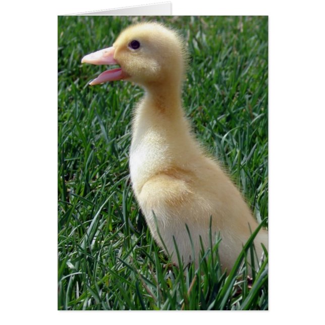 Pekin Ducklings Cards (Front)