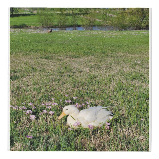 Pekin Pond Faux Canvas Print (Front)