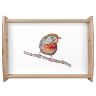 Pekin Robin Bird (Leiothrix lutea) Tray