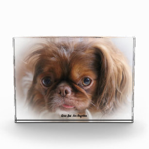 Pekinese Dog. Acrylic Award