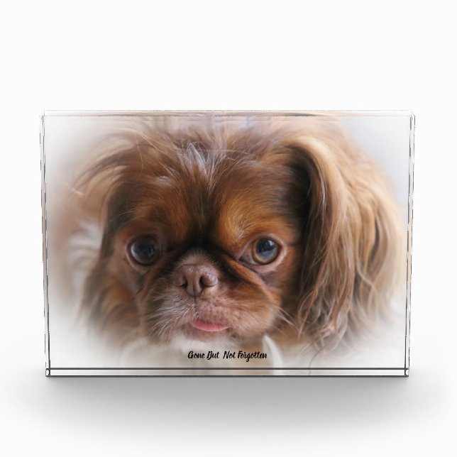 Pekinese Dog. Acrylic Award (Front)