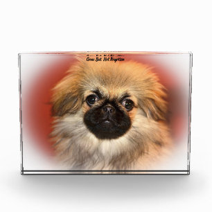 Pekinese Dog. Acrylic Award