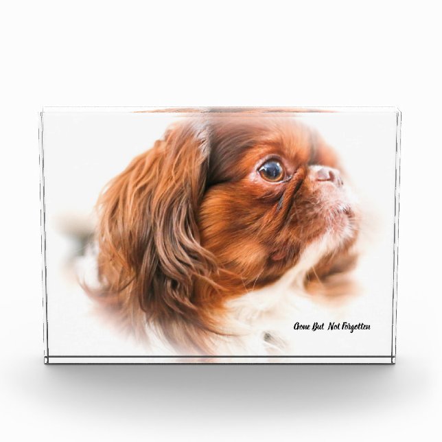 Pekinese Dog. Acrylic Award (Front)