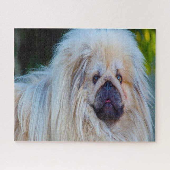 Pekinese Dog. Jigsaw Puzzle (Horizontal)