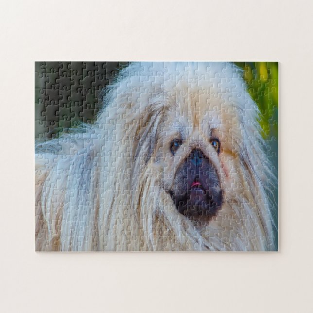 Pekinese Dog. Jigsaw Puzzle (Horizontal)