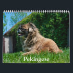 Pekingese Calendar<br><div class="desc">A Calendar with 12 different pictures of Pekingese</div>