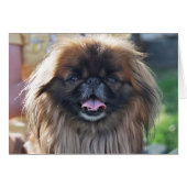 Pekingese card (Front Horizontal)