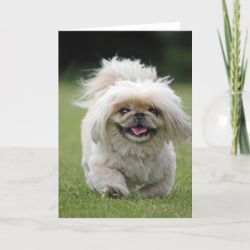 Pekingese dog blank greeting card