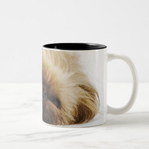 Pekingese dog, close up Two-Tone coffee mug