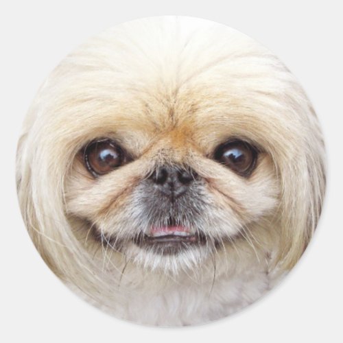 Pekingese Dog Face Classic Round Sticker