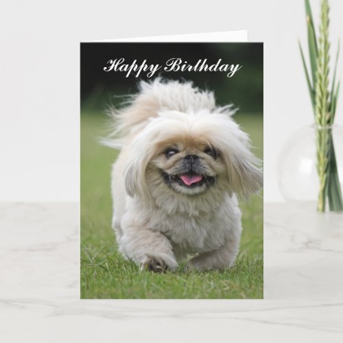 Pekingese dog happy greeting card