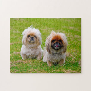 Pekingese Dog. Jigsaw Puzzle