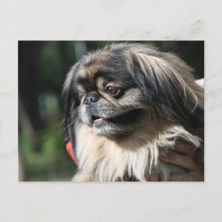 Pekingese dog postcard