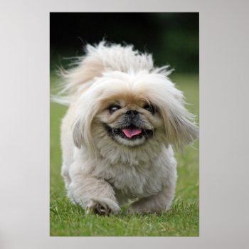 Pekingese Dog Poster  Print  Gift Idea Poster by roughcollie at Zazzle
