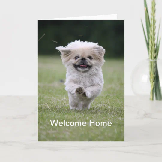 PEKINGESE CHARMING DOG GREETINGS NOTE CARD CUTE DOG STANDING BY GREEN CURTAIN