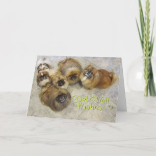 Pekingese Get Well Card