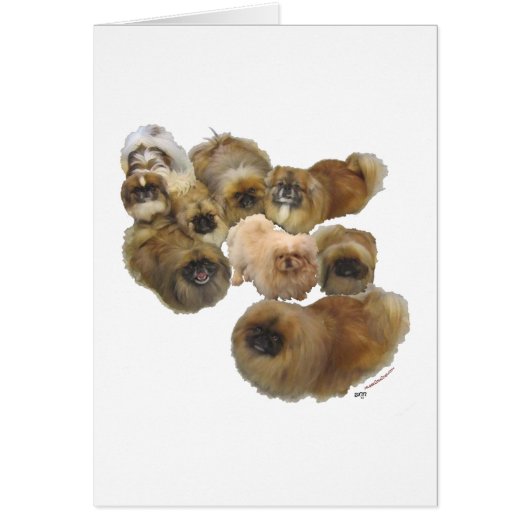 Pekingese Group Cards (Front)