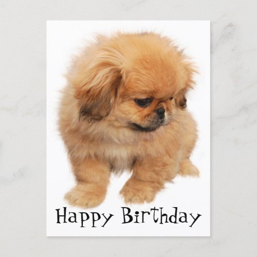 Pekingese Happy Birthday Puppy Dog Black Postcard