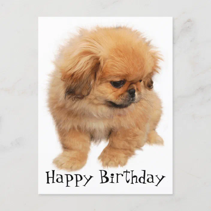 Personalized Pekingese Dog Metal Sign Art Birthday Gift Dog Gift Custom Pekingese Dog Metal Sign Animal Funny