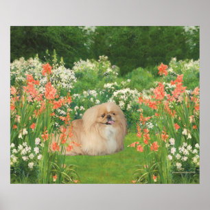 Pekingese in a Garden Poster