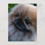 Pekingese Postcard