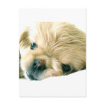 Pekingese Puppies Postcard