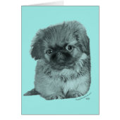 Pekingese Puppy (Front)