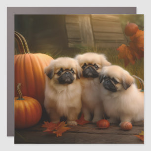 Pekingese Puppy Autumn Delight Pumpkin Car Magnet