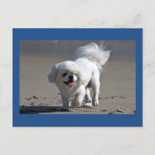 Pekingese Puppy Dog Blank Post Card