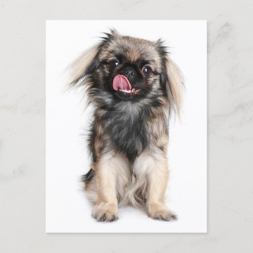 Pekingese Puppy Dog Blank Post Card