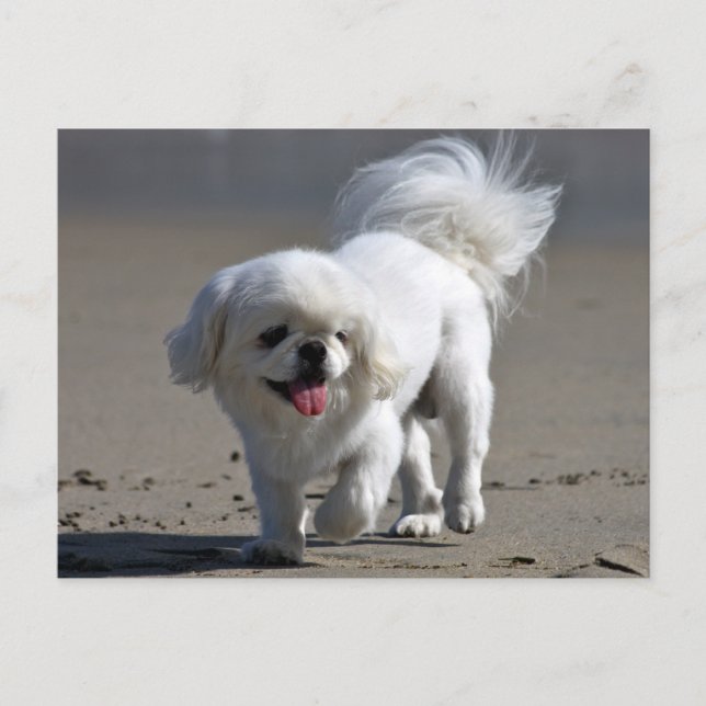 Pekingese Puppy Dog Blank Post Card (Front)