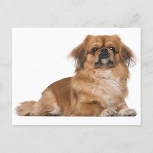 Pekingese Puppy Dog Post Card