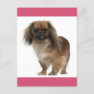 Pekingese Puppy Dog Post Card