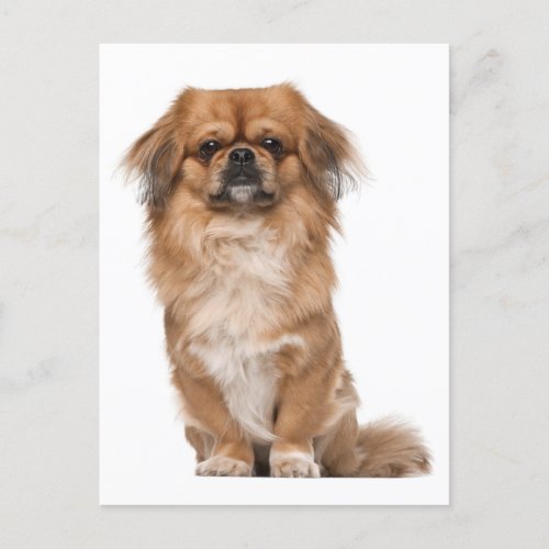 Pekingese Puppy Dog Post Card