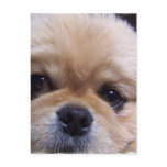 Pekingese Puppy Postcard