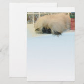 Pekingese Thinking Big (Front/Back)