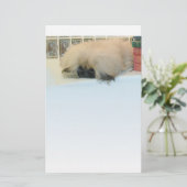 Pekingese Thinking Big (Standing Front)