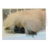 Pekingese Thinking Big (Front Horizontal)
