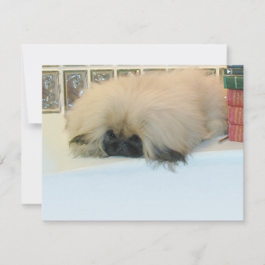 Pekingese Thinking Big (Front)