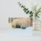 Pekingese Thinking Big (Standing Front)
