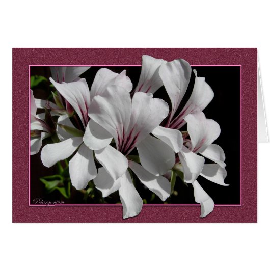 Pelargonium Cards (Front Horizontal)