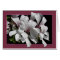 Pelargonium