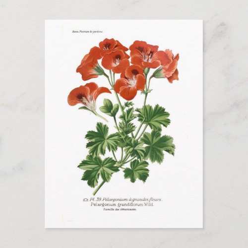 Pelargonium grandiflorum postcard