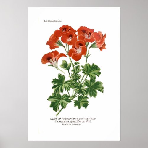 Pelargonium grandiflorum poster