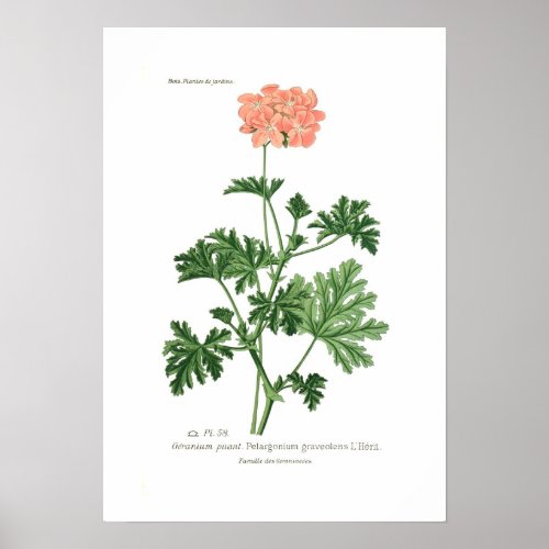 Pelargonium graveolens poster